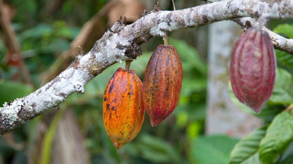 Guide to Cocoa Farming
