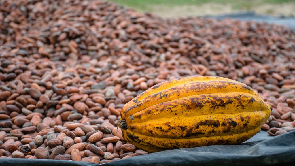 Guide to Cocoa Farming